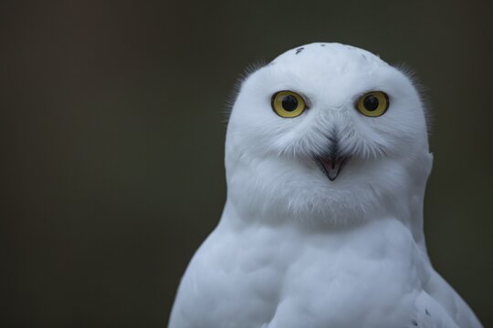 Snowy owl (Bubo scandiacus) adult bird head portrait, England, United Kingdom - Captive