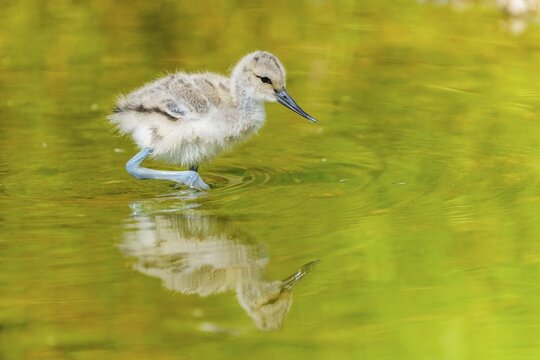 A small bird stands still in the water, its reflection clearly visible, Avocet, (Recurvirostra avosetta), France