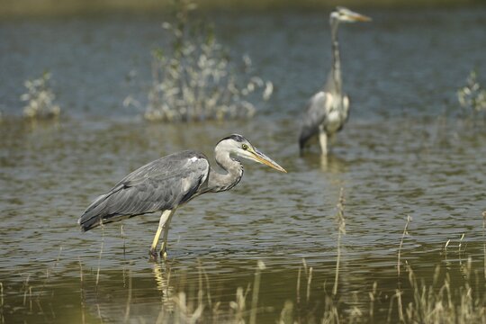 Grey heron (Ardea cinerea) in the water, on the willows in the background you can clearly see the level of the flood of June 2024, Allg&auml;u, Bavaria, Germany, Allg&auml;u, Bavaria, Germany