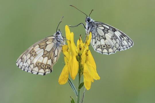 Checkerspot butterfly (Melanargia galathea) on gorse (Genista tinctoria), Bad M&uuml;nstereifel, North Rhine-Westphalia, Germany