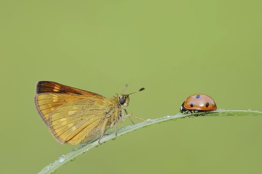 Rusty-coloured butterfly (Ochlodes sylvanus, Augiades sylvanus) and seven-spott ladybird (Coccinella septempunctata), North Rhine-Westphalia, Germany