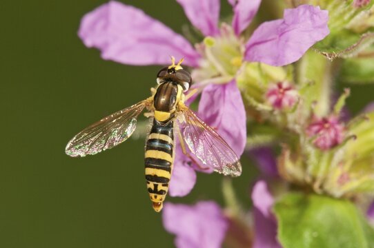 Common Hoverfly (Spaerophoria scripta), female sucking nectar, Untergroeningen, Baden-Wuerttemberg, Germany, Europe