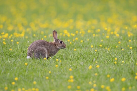 Rabbit (Oryctolagus cuniculus) adult animal in a meadow with Buttercup flowers, Suffolk, England, United Kingdom