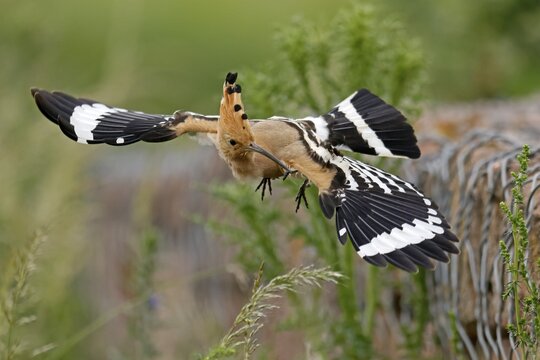 Hoopoe (Upupa epops) in flight with food, wildlife, Rhineland-Palatinate, Germany