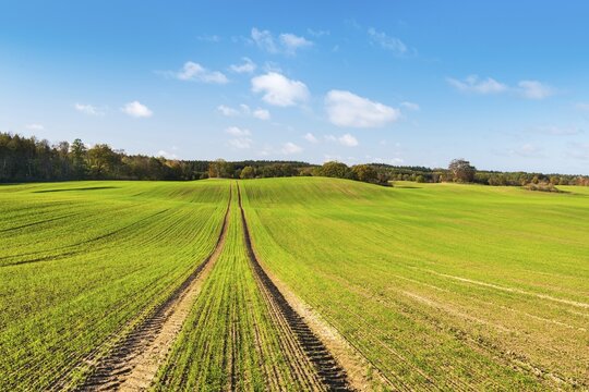 Field with winter seed under blue sky with clouds in autumn, lane, Mecklenburg Switzerland, Mecklenburg-Western Pomerania, Germany