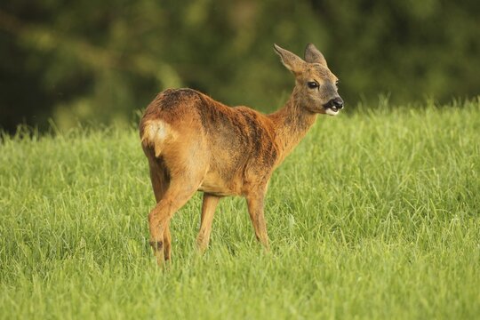 Roe deer changing coat, changing from red summer coat to grey winter coat, Allg&auml;u, Bavaria, Germany