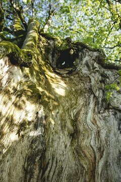800-year-old lime tree near Frath, Bavarian Forest, Bavaria, Germany