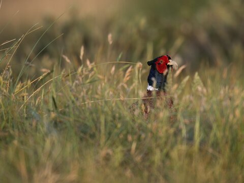 Common Pheasant (Phasianus colchicus), Texel, West Frisian Islands, province of North Holland, Holland, The Netherlands