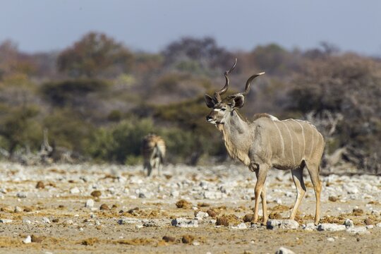 Greater Kudu (Tragelaphus strepsiceros), male, Etosha National Park, Namibia