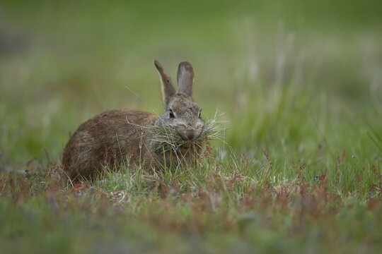 Rabbit (Oryctolagus cuniculus) wild adult animal collecting grass for nesting material for its burrow in grassland in the summer, England, United Kingdom