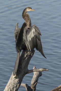Anhinga (Anhinga anhinga) perched on log by the water, Sanibel Island, USA