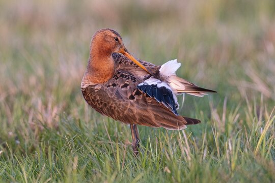 Black-tailed Godwit (limos limosa) in wet meadow, Oldenburg Muensterland, Osterfeine, Lower Saxony, Germany