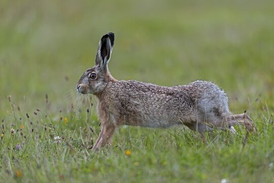 Anyone observing the behaviour of brown hares (Lepus europaeus) will notice recurring patterns of behaviour: after eating, they often stand on their haunches and stretch their bodies, Germany
