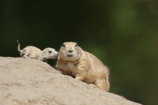 Black-tailed prairie dog (Cynomys ludovicianus) with young at the den, captive, occurrence in North America