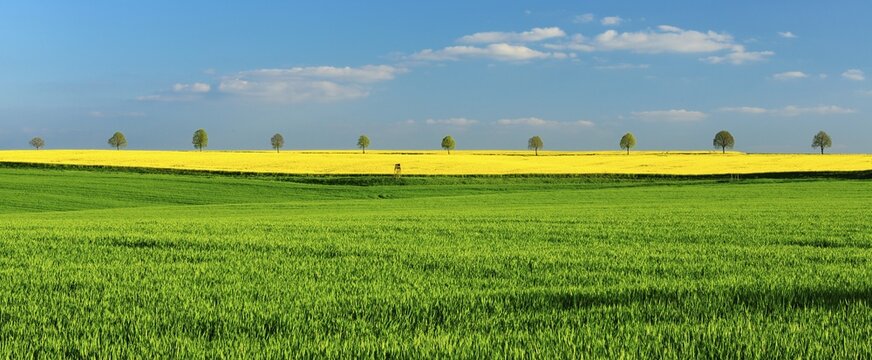 Panorama, cultural landscape in spring, green cornfield, flowering rape field and row of trees, blue sky with clouds, near Bad K&ouml;sen, Germany ( Sachsen-Anhalt)