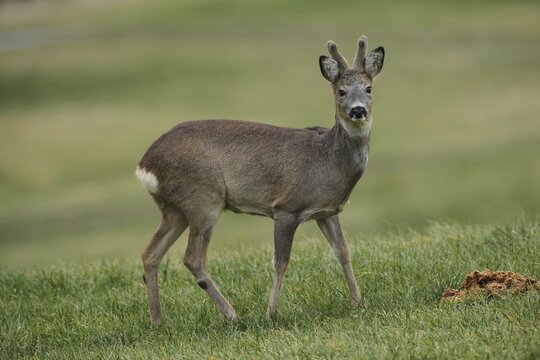 European roe deer (Capreolus capreolus) buck in winter coat and velvet antlers secured in the meadow, Allg&auml;u, Bavaria, Germany
