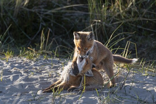 Two red fox pups (Vulpes vulpes) tussling in the light of the evening sun, raising cubs, animal children, cute, playful, wrestling, May, Denmark