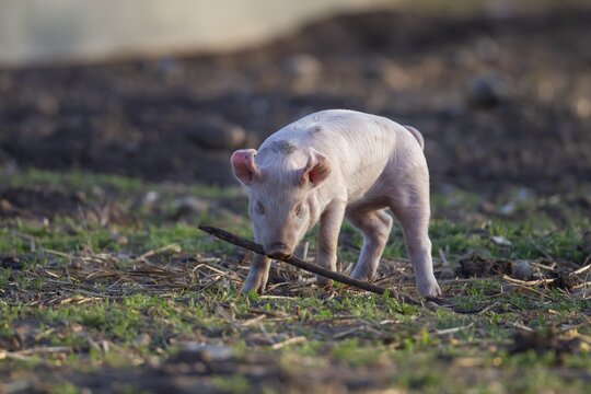 Domestic pig (Sus scrofa domesticus) juvenile baby piglet farm animal playing with a stick in a field in summer, England, United Kingdom