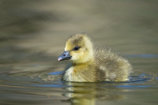 Gosling of a Greylag goose ( anser anser) Chick, cute, Hannover, Lower Saxony, Germany