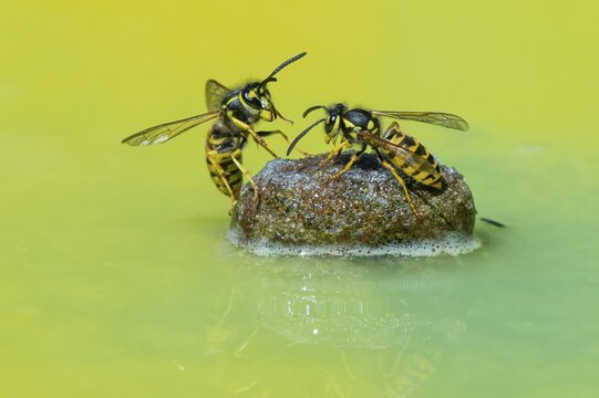 Wasps (Vespinae), Vechta, Lower Saxony, Germany