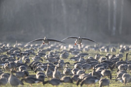 Bean geese (Anser fabalis), Emsland, Lower Saxony, Germany