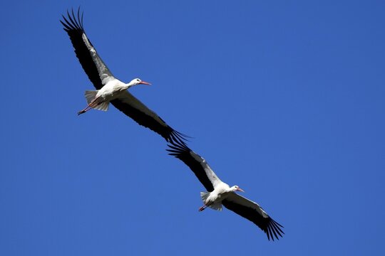 Two storks flying synchronised in the blue sky, white stork (Ciconia ciconia), wildlife, Germany