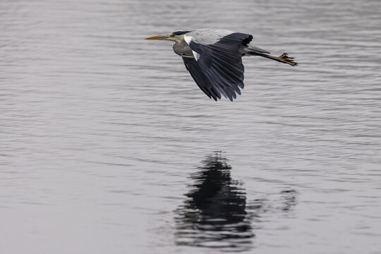 A grey heron flies elegantly over the water and is reflected on it, Grey heron, (Ardea cinerea), wildlife, Germany