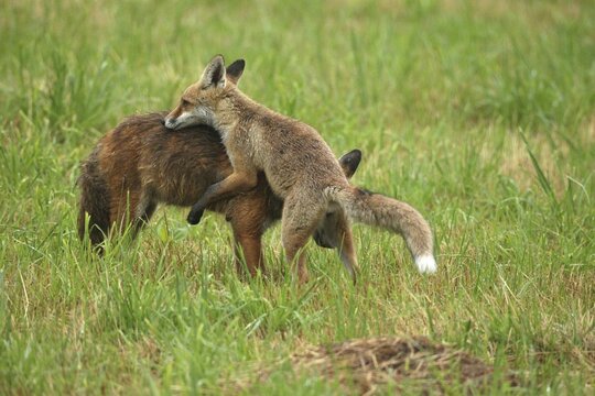 Red fox (Vulpes vulpes) male and weaned kitten, invitation to play on mown meadow in light rain, Allg&auml;u, Bavaria, Germany, Allg&auml;u, Bavaria, Germany