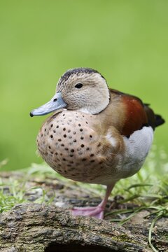 Red-shouldered duck (Callonetta leucophrys), male, North Rhine-Westphalia, Germany, captive escapee, native to South America