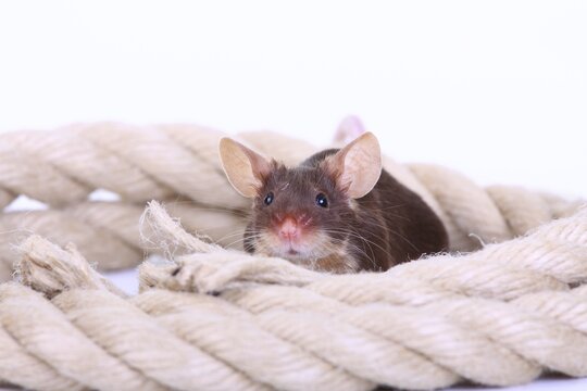 Fancy Mouse, a domesticated form of the House Mouse (Mus musculus)