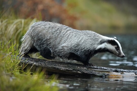 European badger (Meles meles), on the bank by a pond, Czech Republic