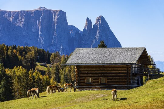 Alpine huts and grazing Haflinger horses (Equus ferus caballus) on the Alpe di Siusi, in the background the peak of the Sciliar, Val Gardena, Dolomites, South Tyrol, Italy