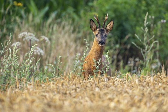 European roe deer (Capreolus capreolus), roebuck in a grain field, portrait, Vechta, Lower Saxony, Germany