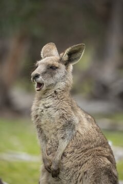 Eastern grey kangaroo (Macropus giganteus) adult yawning, Victoria, Australia