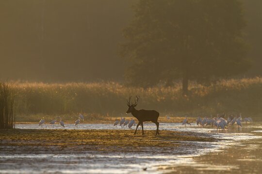 In the first morning light, the young red deer (Cervus elaphus) crosses a drained pond, the great egrets (Ardea alba) have also gathered for breakfast, encounter, morning mist, mystical, rutting season, rutting stags, September, Germany