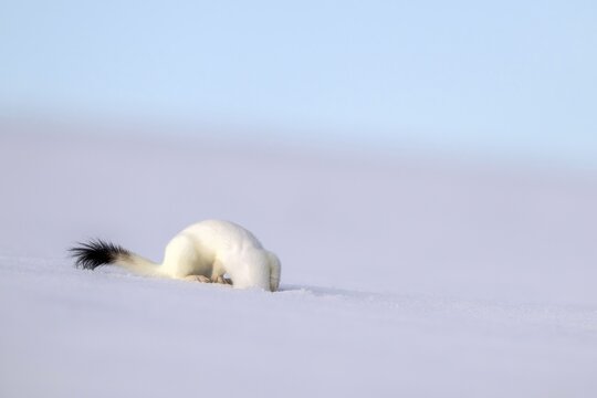 Ermine or large weasel (Mustela erminea), in winter fur, Eggen, Terfens, Tyrol, Austria