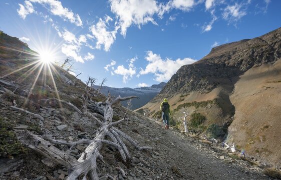 Hiker between dead trees, hiking trail to Scenic Point, Glacier National Park, Montana, USA