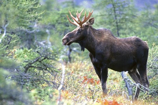 Moose. Alces alces. Bull moose standing and watching. Gros Morne national park. Province of Newfoundland. Canada