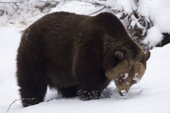 Brown Bear (Ursus arctos) in snow, captive, Bavarian Forest National Park, Grafenau, Bavaria, Germany