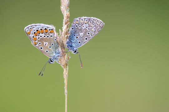 Blue butterfly (Polyommatus icarus), Goldenstedt moor, Goldenstedt, Lower Saxony, Germany