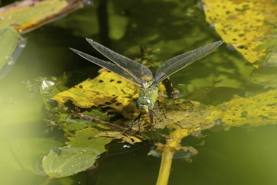 Emperor dragonfly (Anax imperator) adult female insect egg laying or ovipositioning on the water surface of a pond in summer, England, United Kingdom