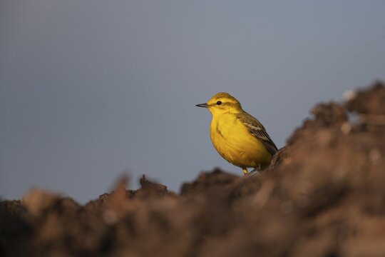 Yellow wagtail (Motacilla flava) adult bird on a farmland muck heap in spring, Suffolk, England, United Kingdom