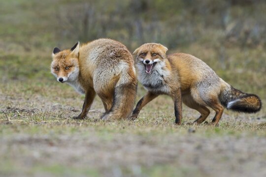 Red foxes (Vulpes vulpes)two males in winter coat, fighting, Ranz, Netherlands