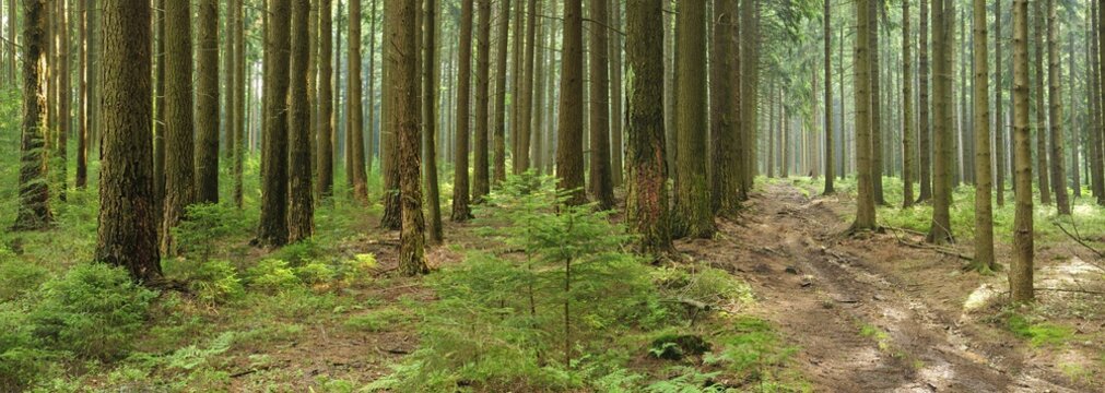 Panorama, forest road through spruce forest with incipient regeneration, H&uuml;rtgenwald, North Rhine-Westphalia, Germany