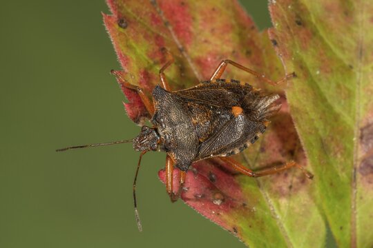 Forest bug (Pentatoma rufipes) on a leaf, Baden-W&uuml;rttemberg, Germany