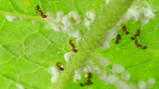 Macro footage of red ants walking and moving around mealybugs colony on a green tree stem.