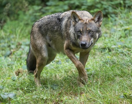 Wolf (Canis lupus) walks through its territory and looks attentively, Germany