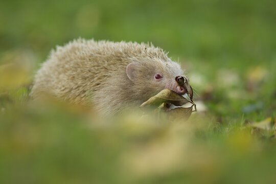 European hedgehog (Erinaceus europaeus) white albino adult animal on a garden lawn in the autumn, England, United Kingdom