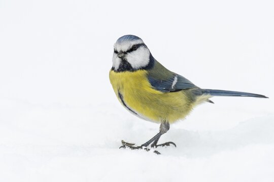 Blue tit (Cyanistes caeruleus) in the snow, Vechta, Lower Saxony, Germany