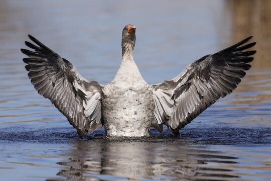 Greylag goose (Anser anser) flapping its wings, Germany